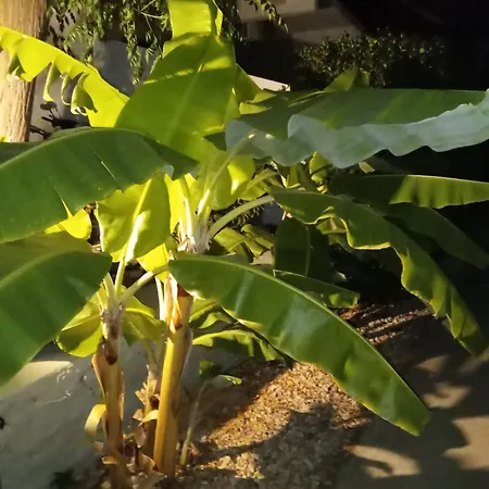 Natalie 2 Plaka ευρύχωρο και δροσερό *